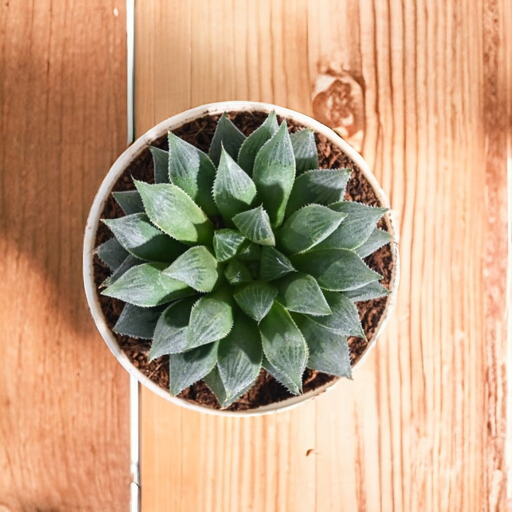 Air-purifying indoor plants Bangalore
