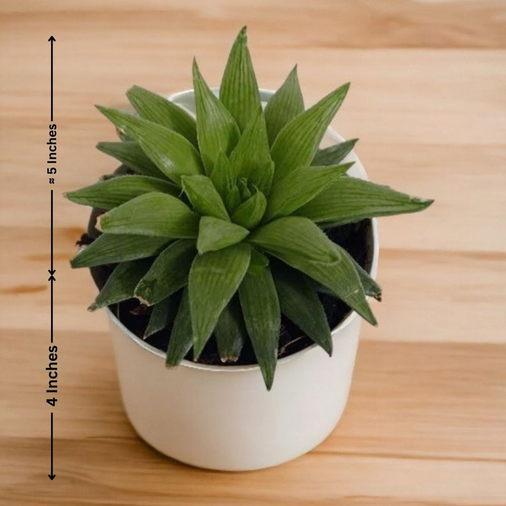 Indoor plant care Bangalore