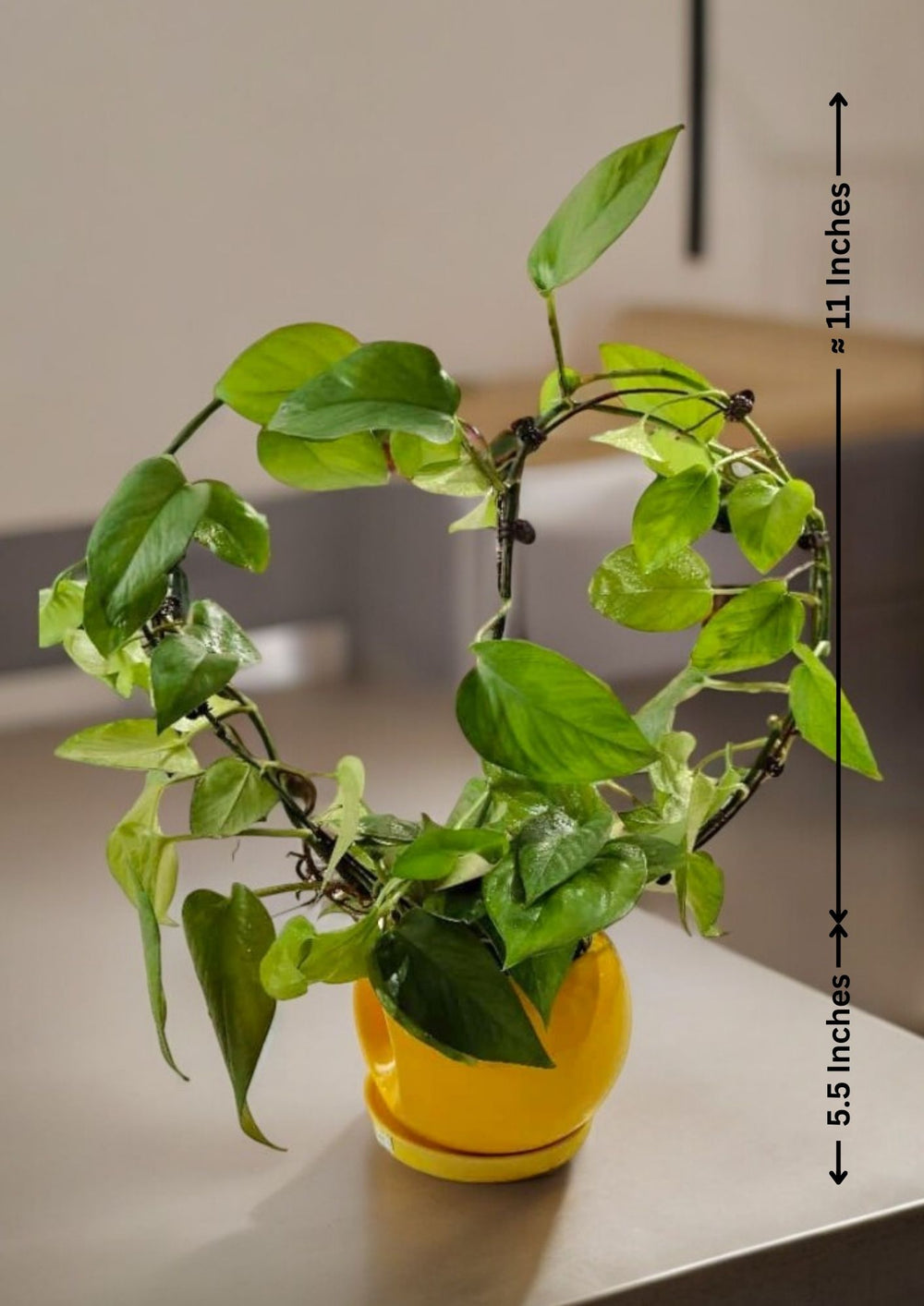 Indoor plants for apartments in Bangalore