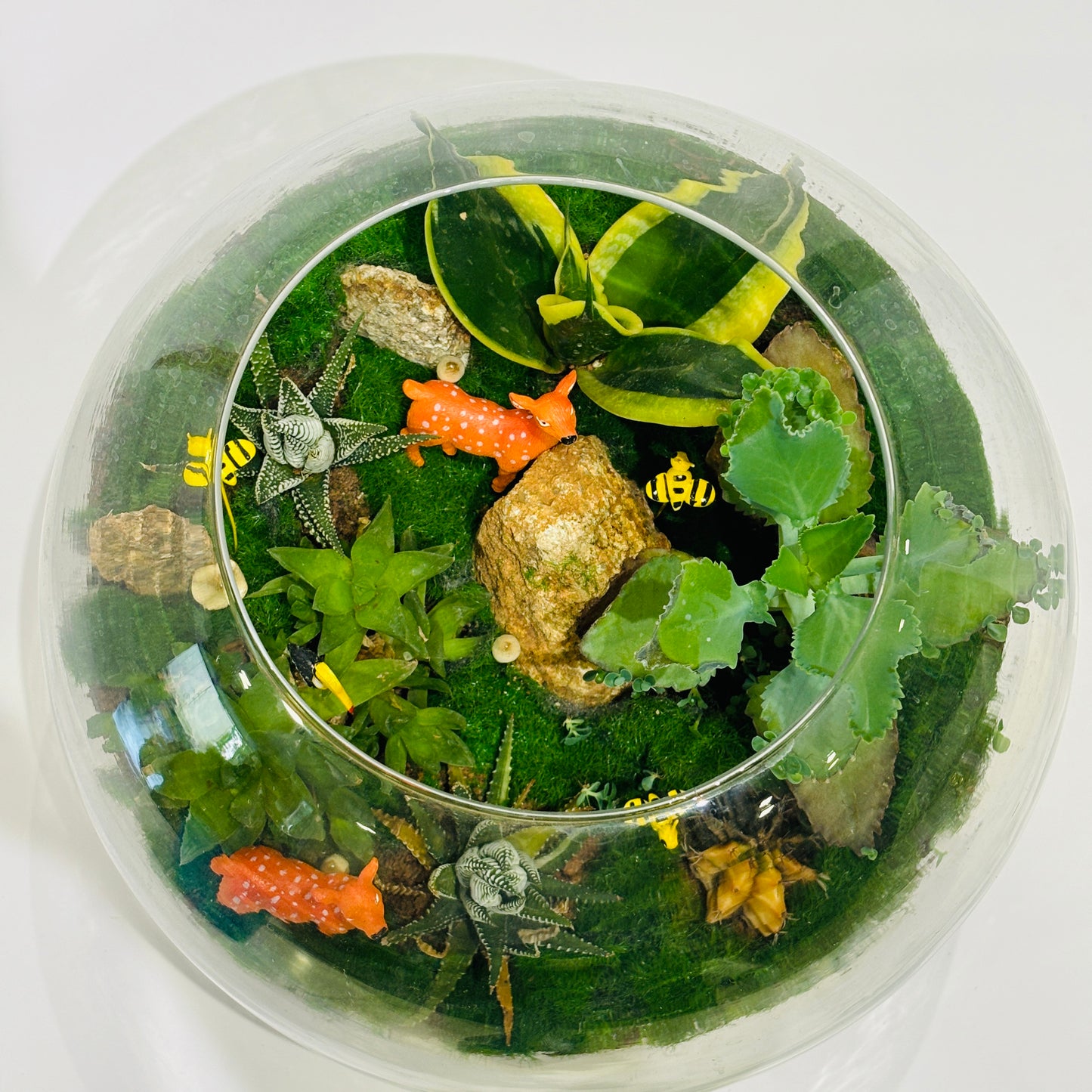 Designer plants with Terrarium