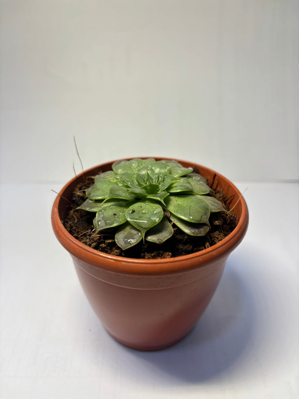 Mini Succulent Plant 1