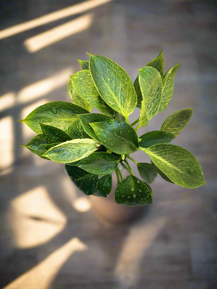 Philodendron Birkin Plant