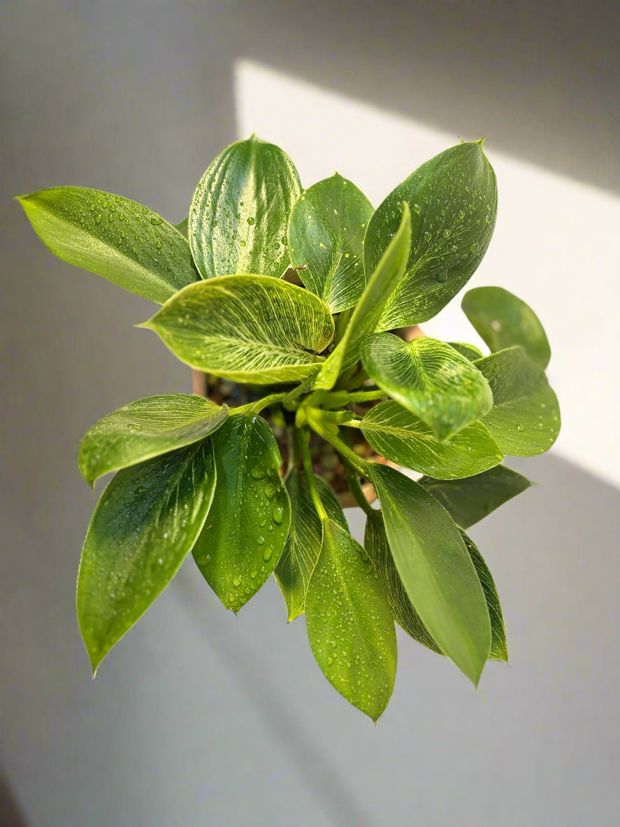Philodendron Birkin Plant