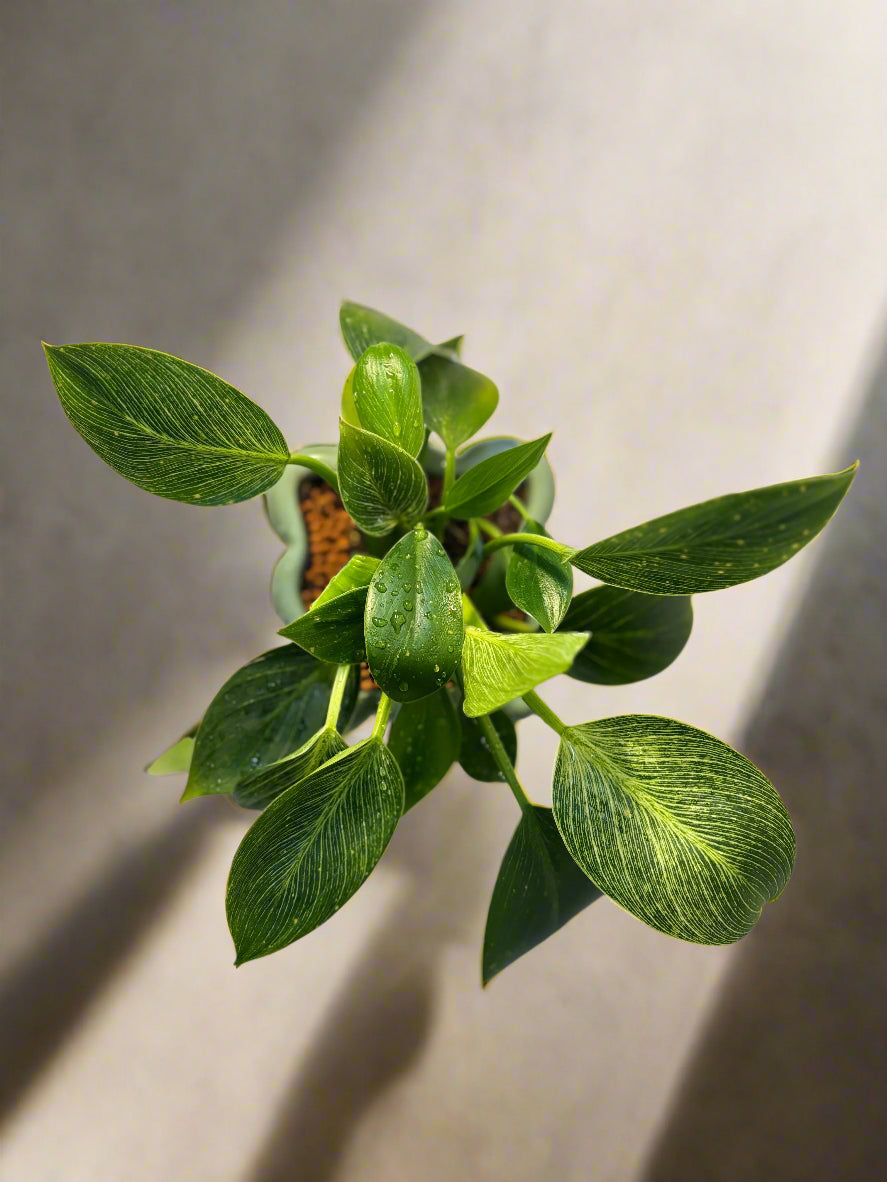 Philodendron Birkin Plant