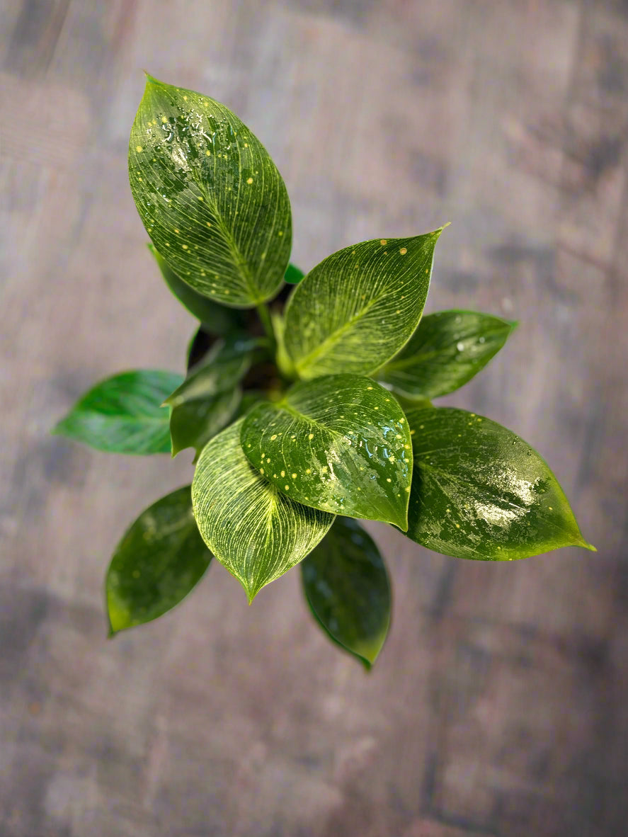 Philodendron Birkin Plant