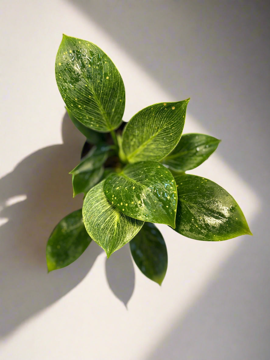 Philodendron Birkin Plant