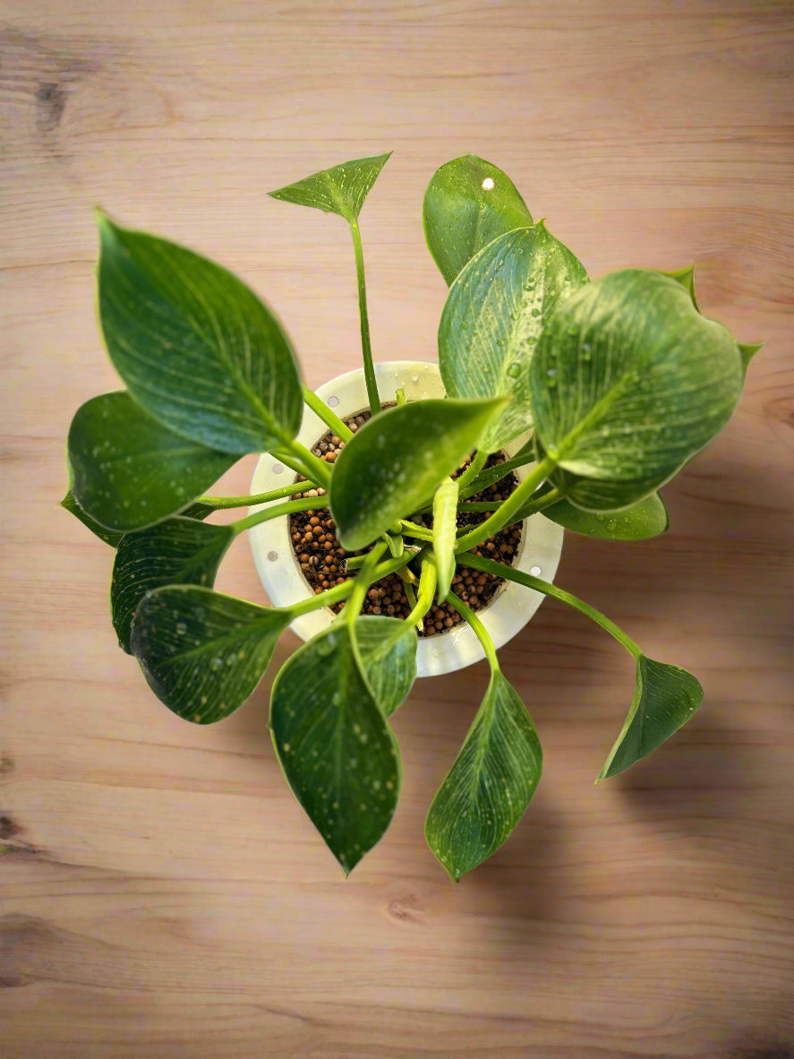 Philodendron Birkin