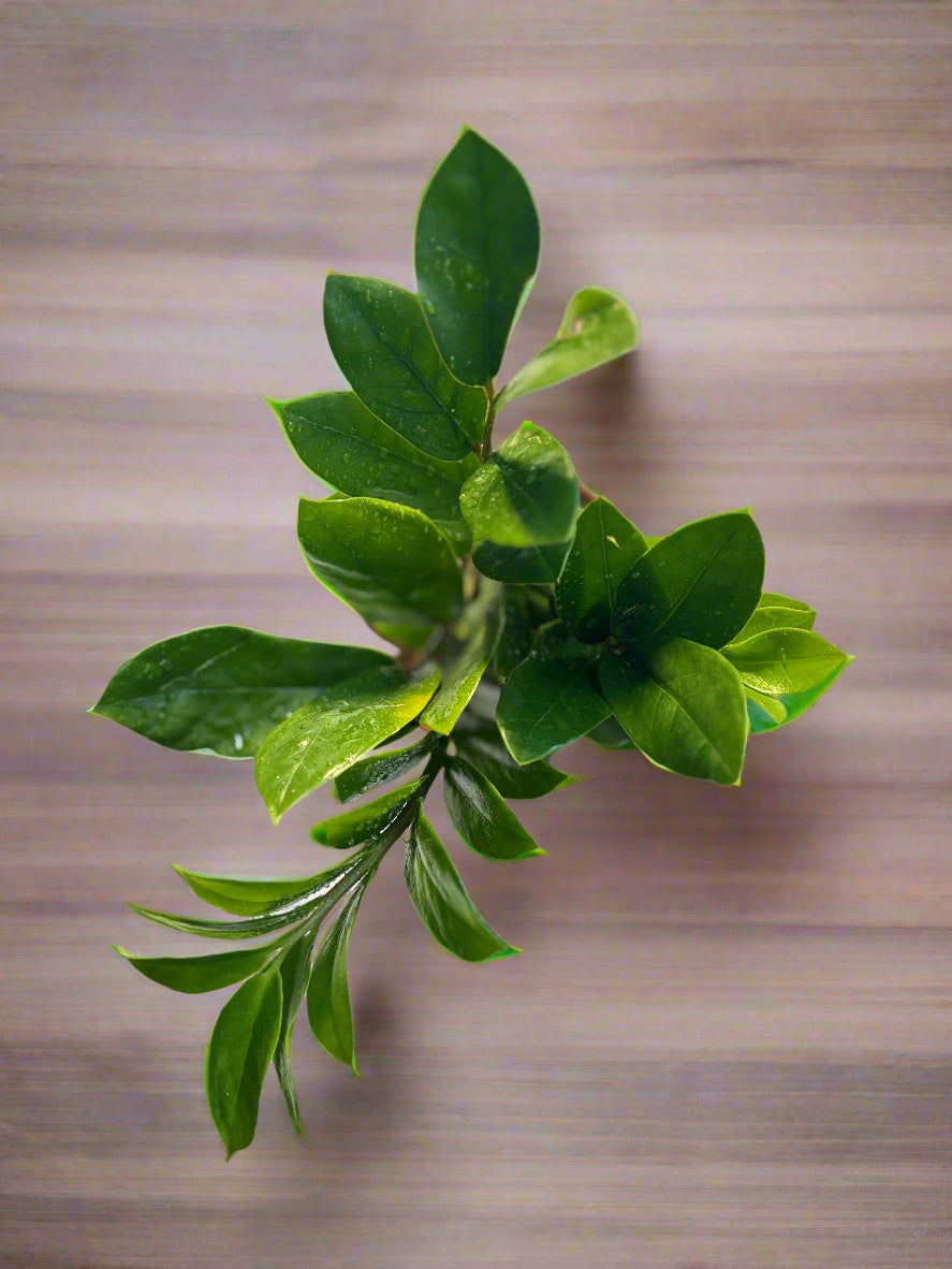 ZZ Plant small