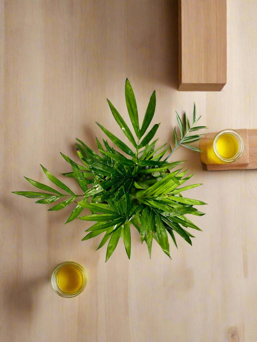Mini Palm