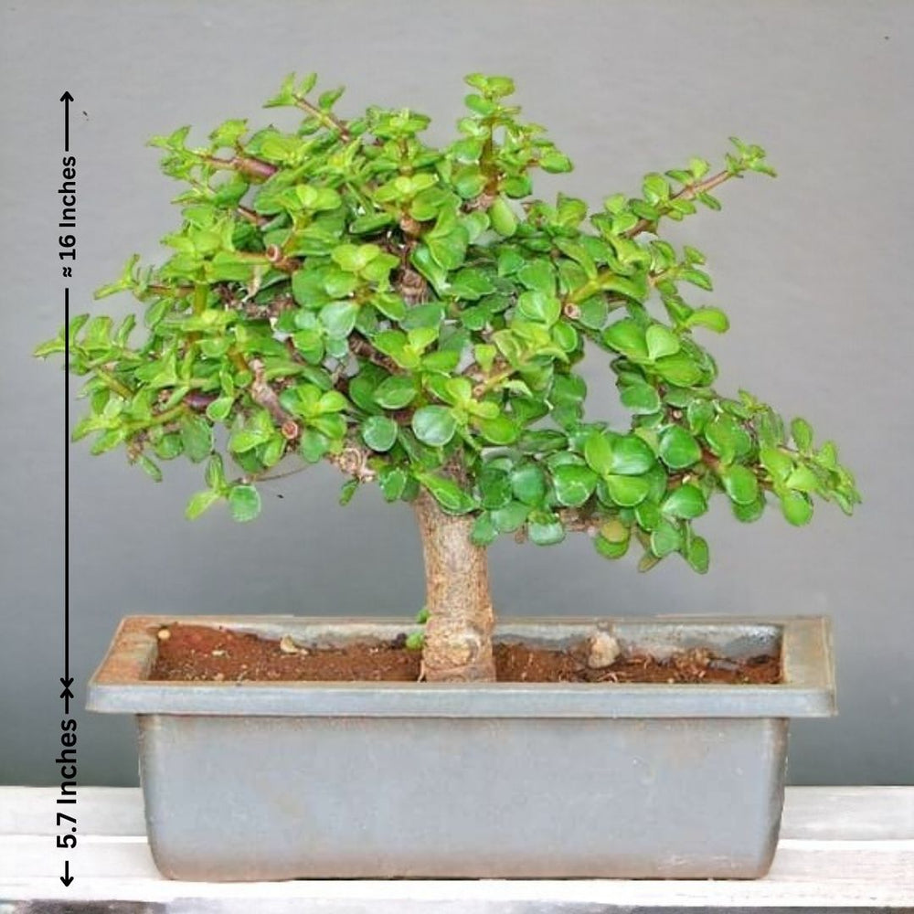 Indoor plant delivery in Bangalore