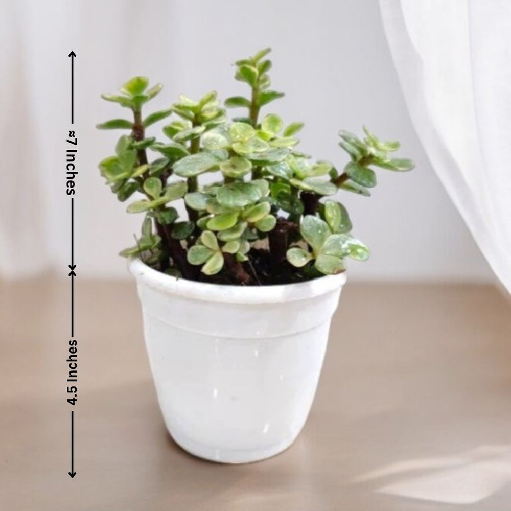 Buy indoor plants online Bangalore
