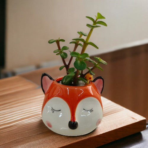 beautiful jade plants in Bangalore