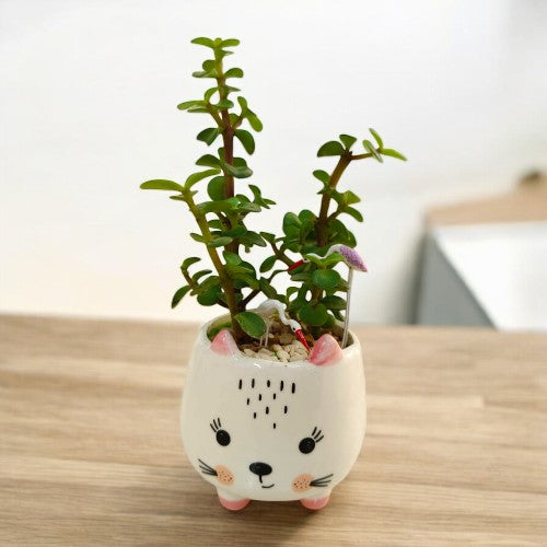 Jade plants are easy to grow in Bangalore
