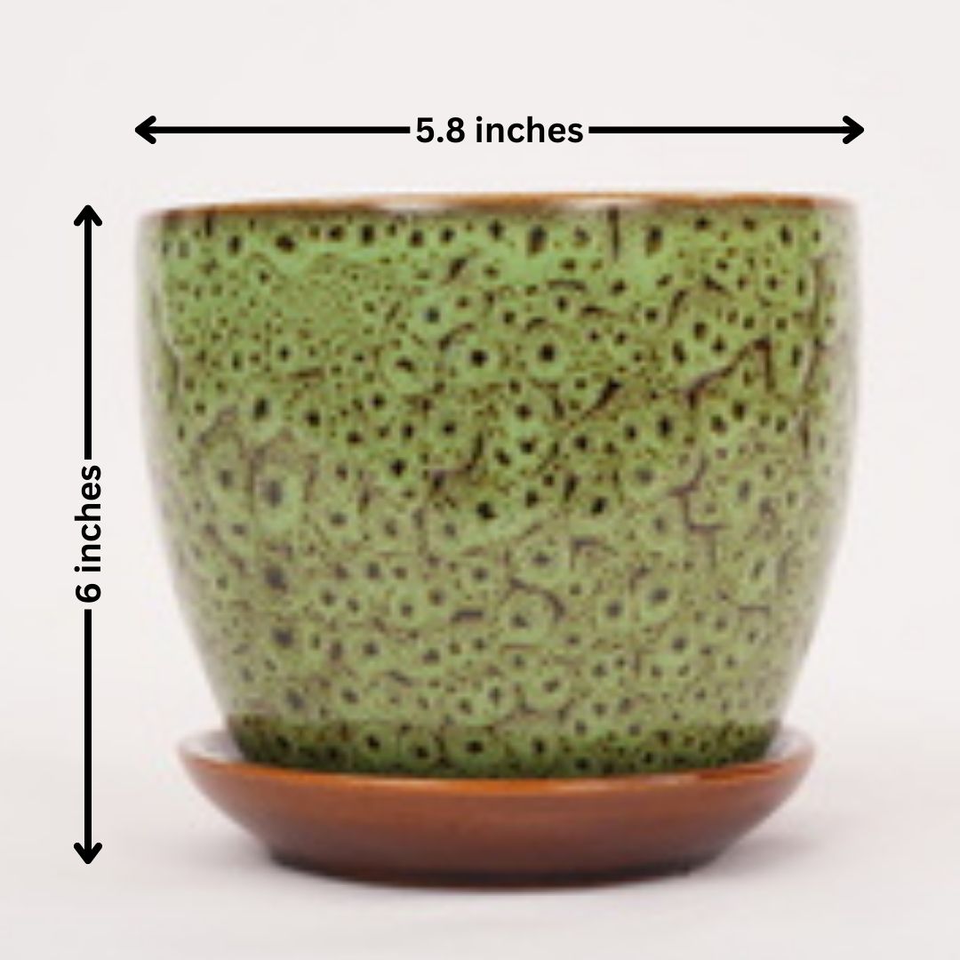 Home decor planters Bangalore