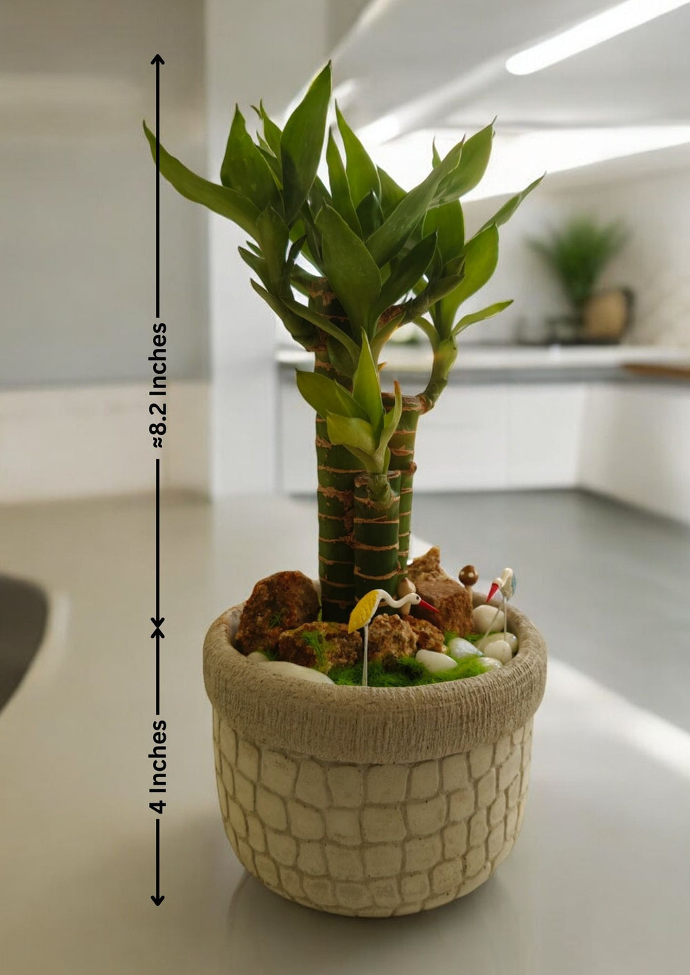 garden design with bamboo in bangalore