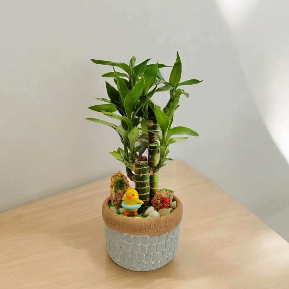 mini succulent garden In Bangalore