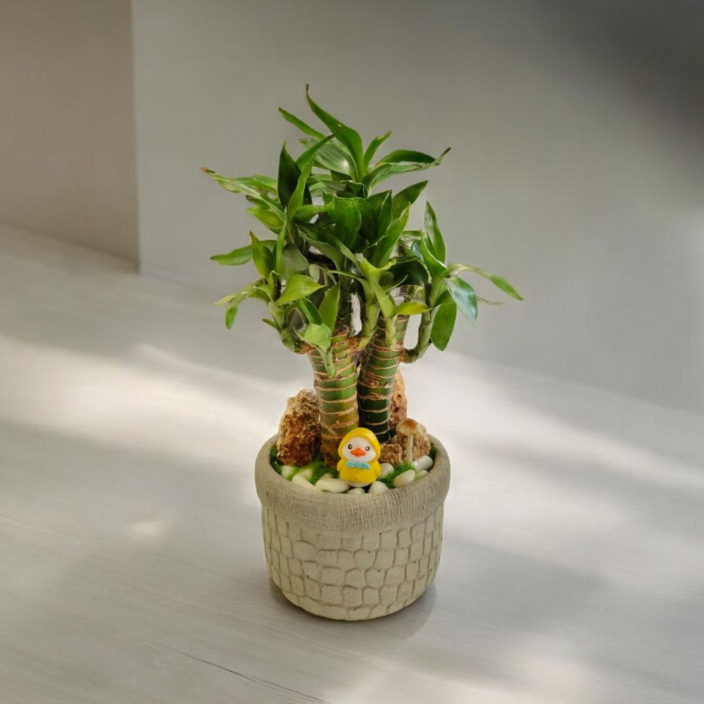 decorative bamboo plant Near Bangalore
