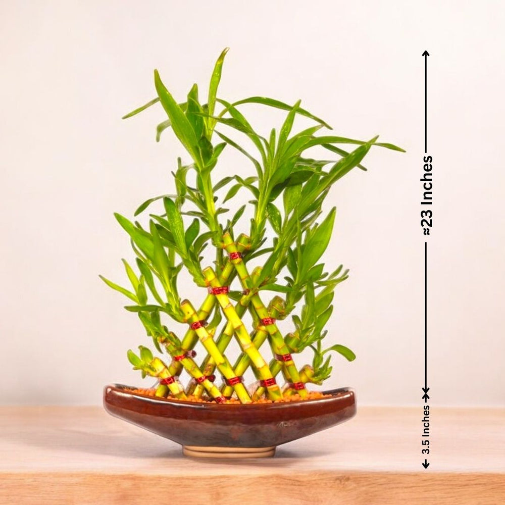Best indoor plants for Bangalore homes