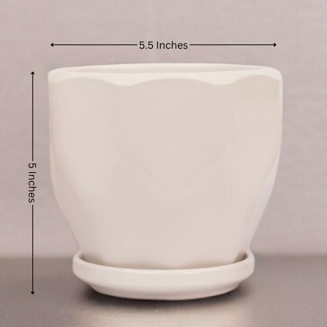 Urban gardening Bangalore