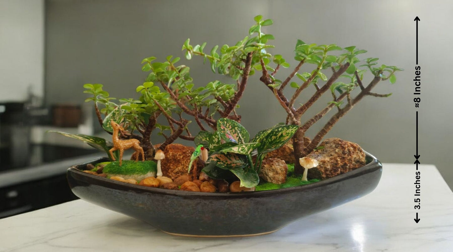 Bonsai plants near bangalore