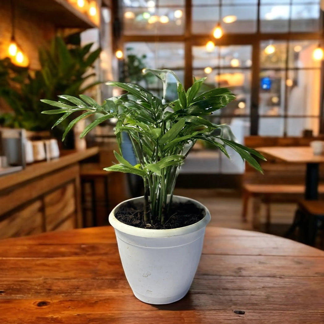 Mini Palm plant in pot – compact indoor air-purifying plant – CrazyFlora