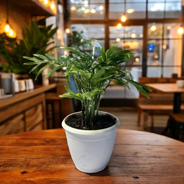 Mini Palm plant in pot – compact indoor air-purifying plant – CrazyFlora