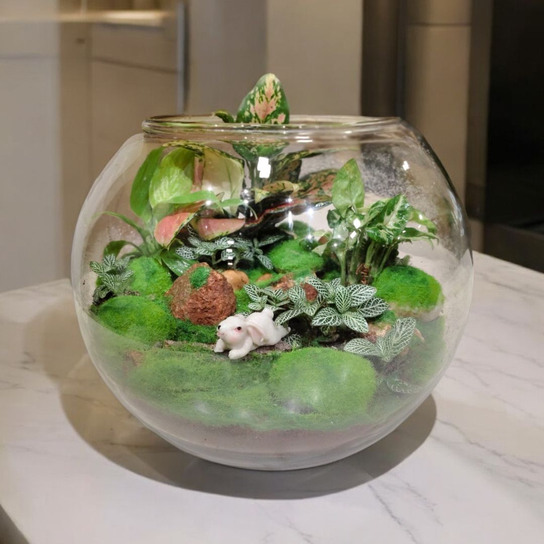 mini terrarium ideas in bangalore