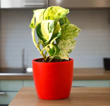 Air-purifying indoor plants Bangalore