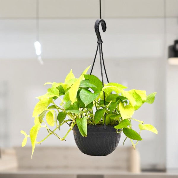 Best plant nurseries in Bangalore