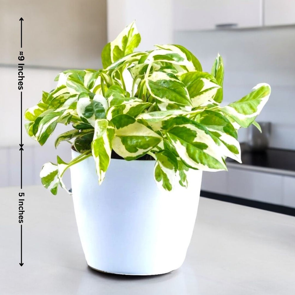 shop indoor plants in Bangalore