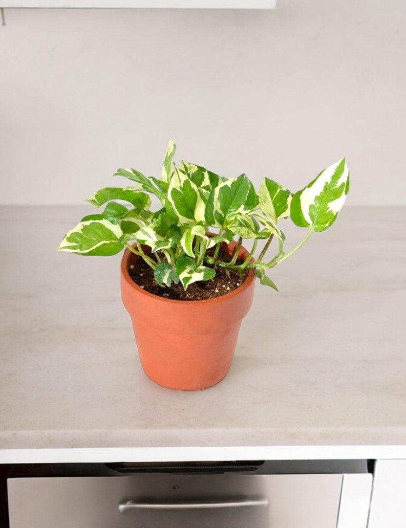 Indoor Plants for Home in Bangalore