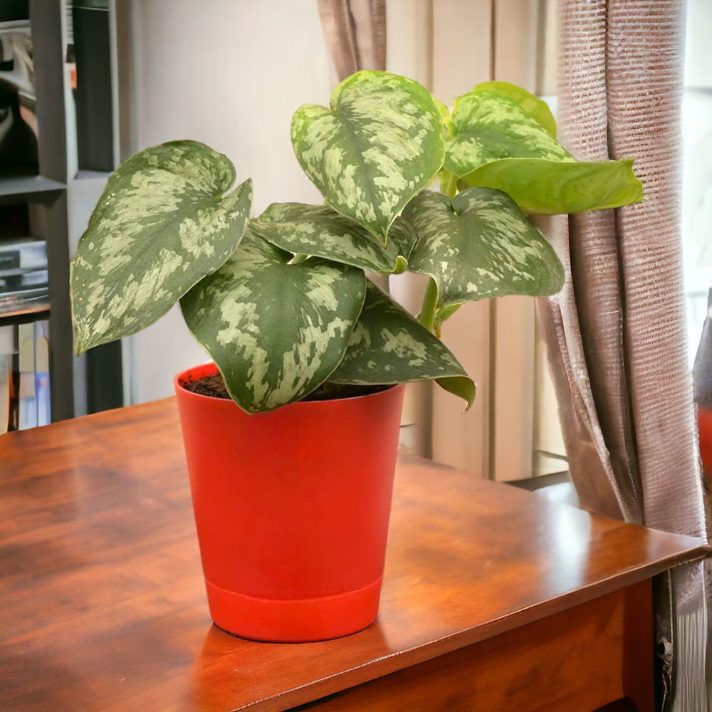 Indoor Plants for Home in Bangalore