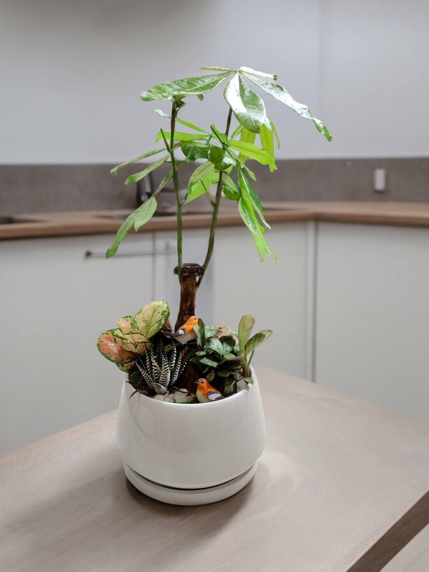 Succulent plants with Ceramic planter with Tray