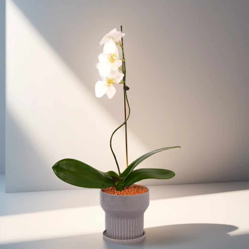 Orchids