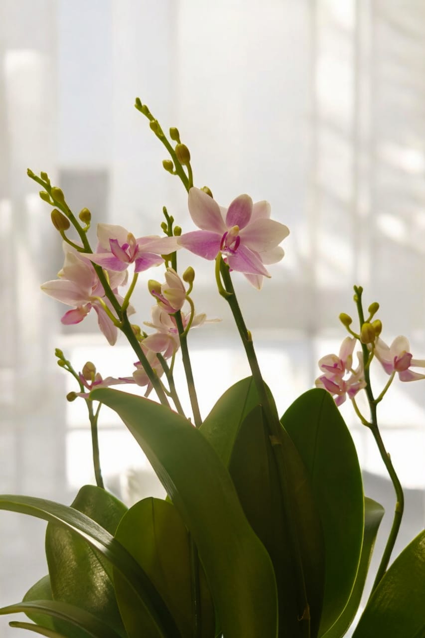 where to buy orchids plants near Bangalore