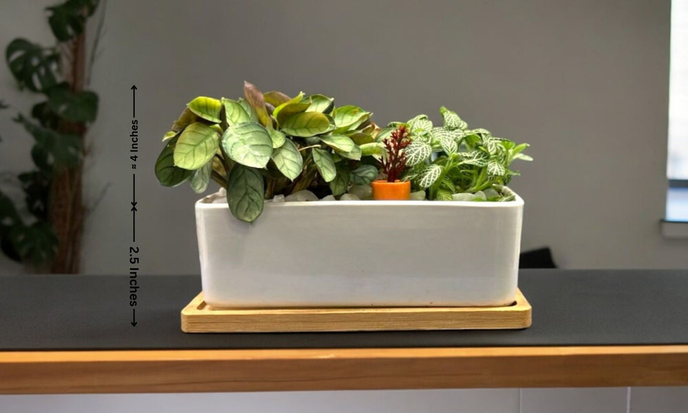 Designer Plants with Bonsai Planter