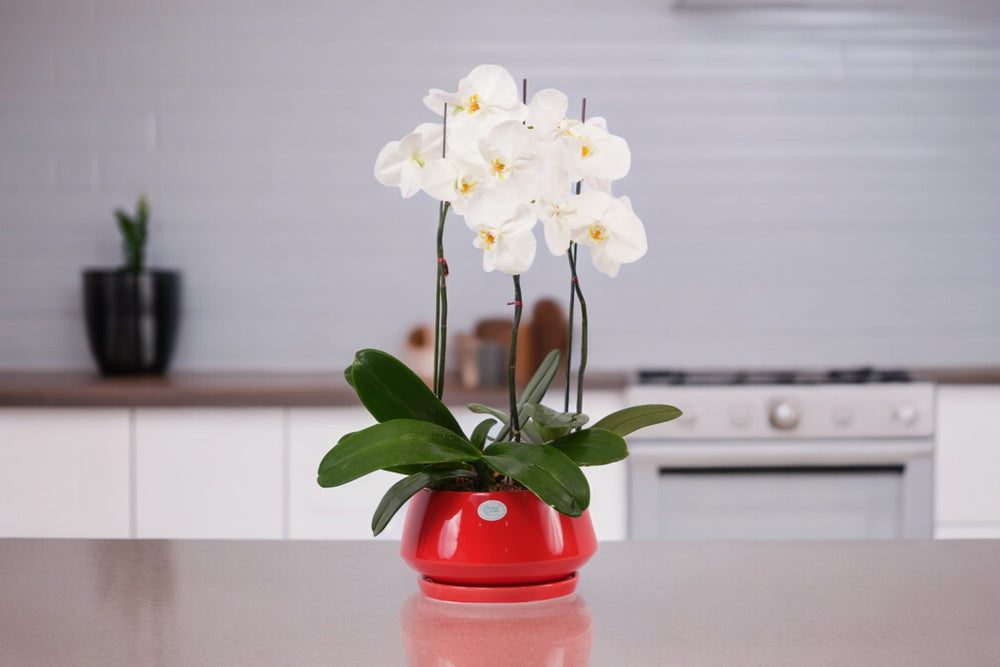 Outdoor Potted Plants Bangalore