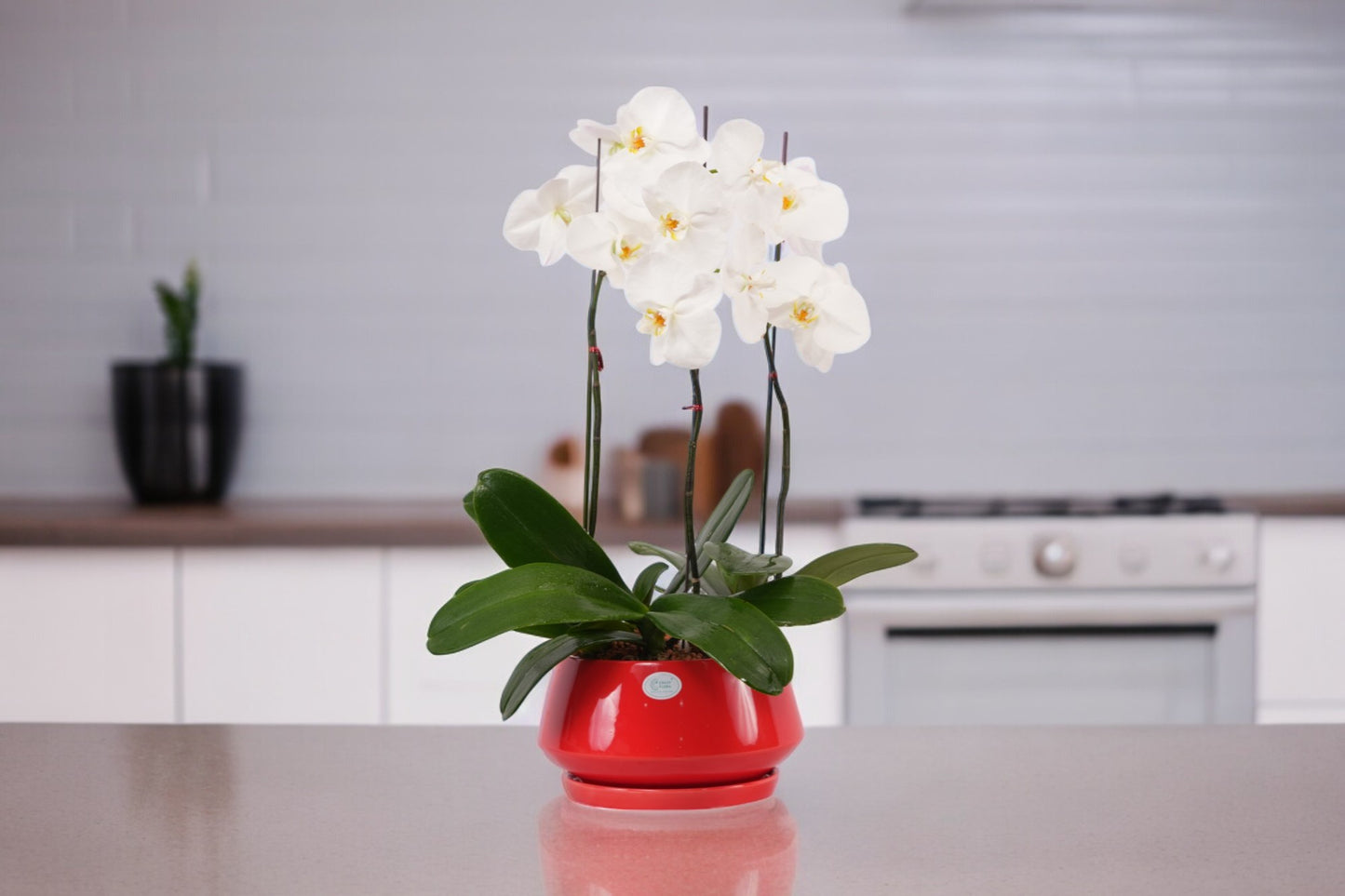 Outdoor Potted Plants Bangalore