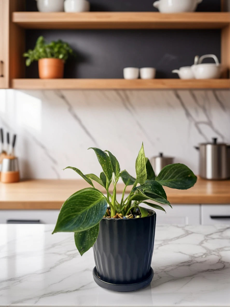 Philodendron Birkin plant with white veined foliage in stylish pot – CrazyFlora