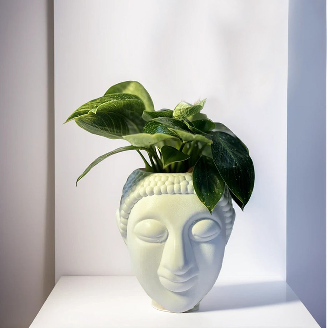Philodendron Birkin plant with white-striped foliage in decorative pot – CrazyFlora