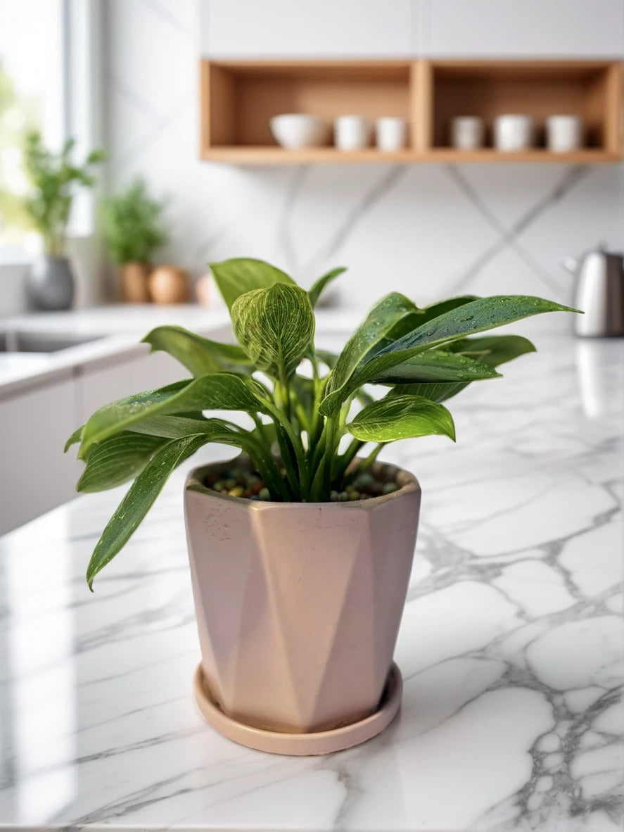 Philodendron Birkin indoor plant with white variegated leaves in pot – CrazyFlora