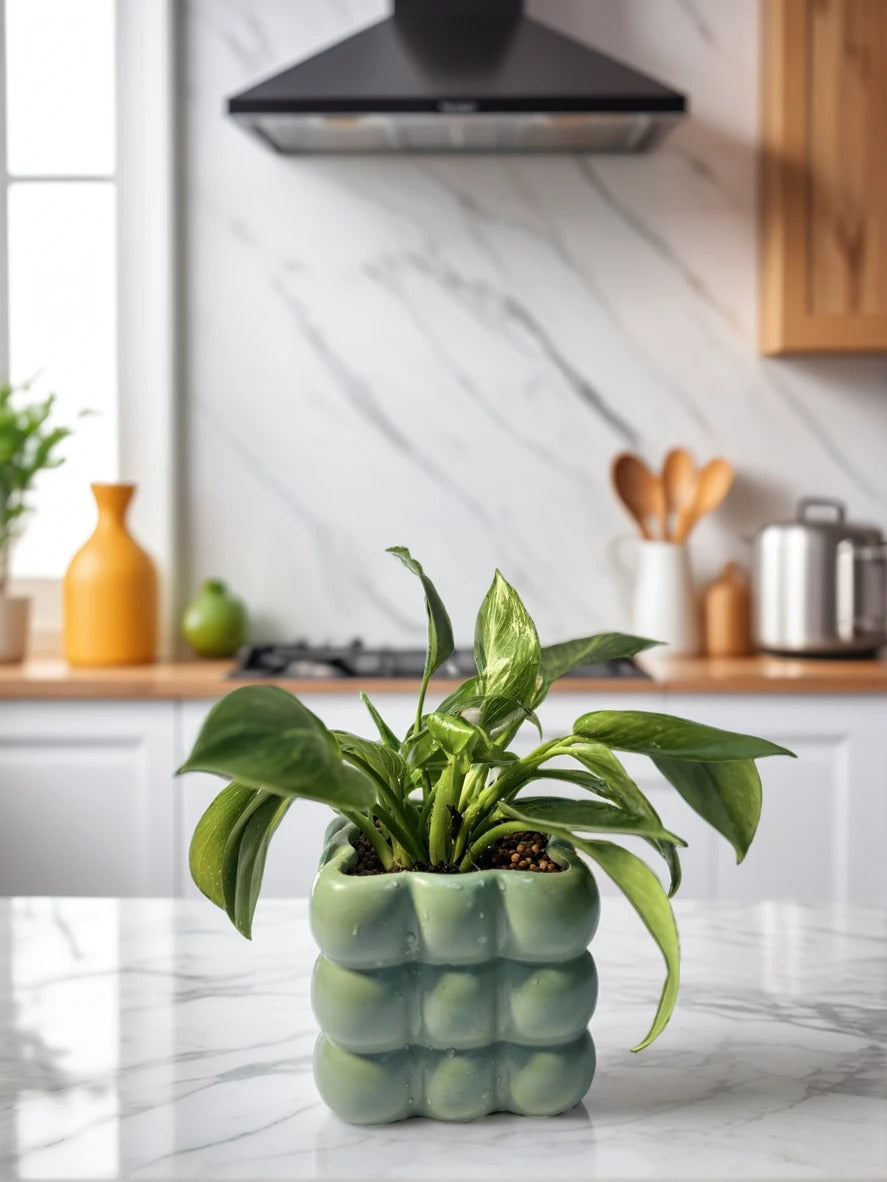 Philodendron Birkin variegated foliage indoor plant in stylish pot – CrazyFlora