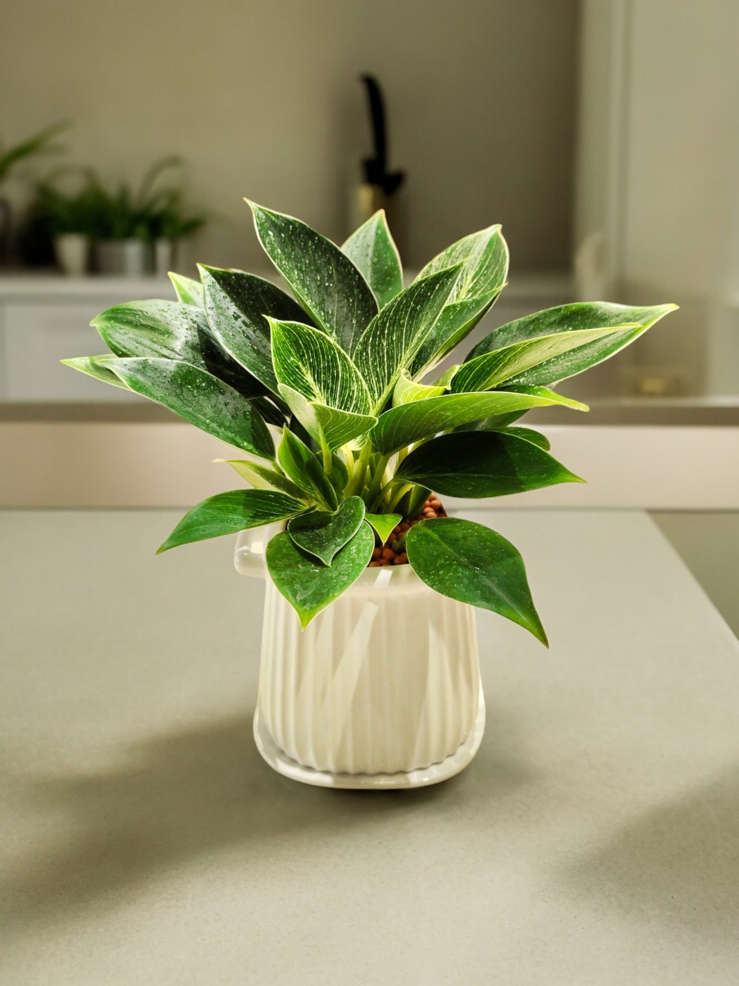 Philodendron Birkin in elegant ceramic pot – white striped indoor plant – CrazyFlora
