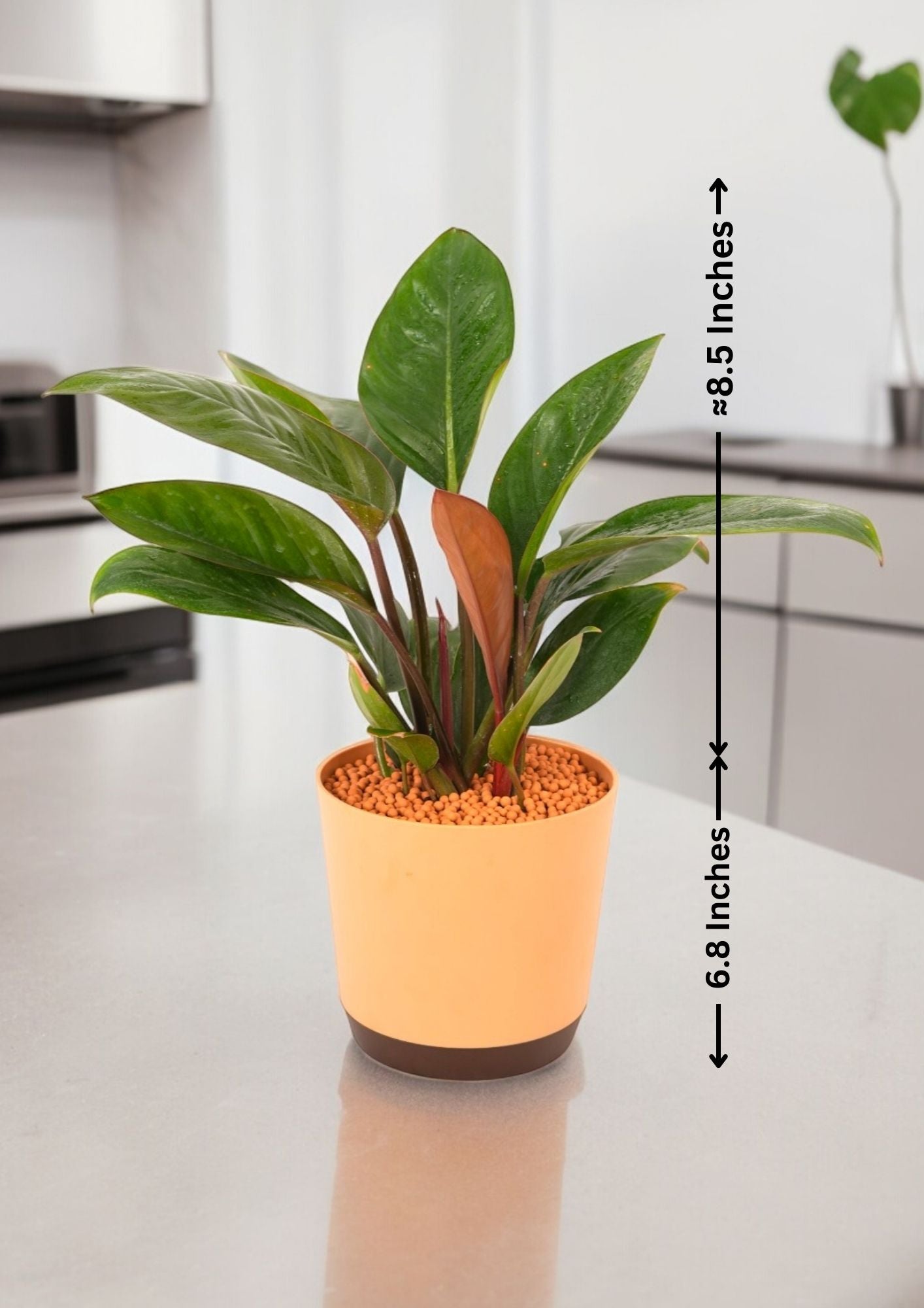 Indoor plants for apartments in Bangalore