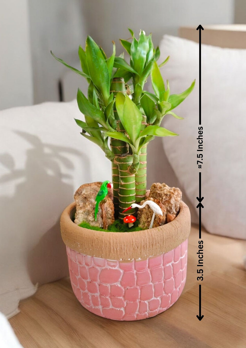 vase for lucky bamboo plant In Bangalore