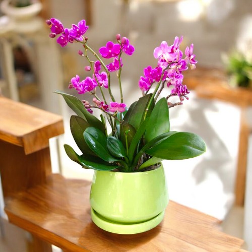 orchid plants in Bangalore