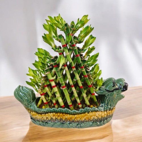 Most popular Lucky bamboo plants in bangalore