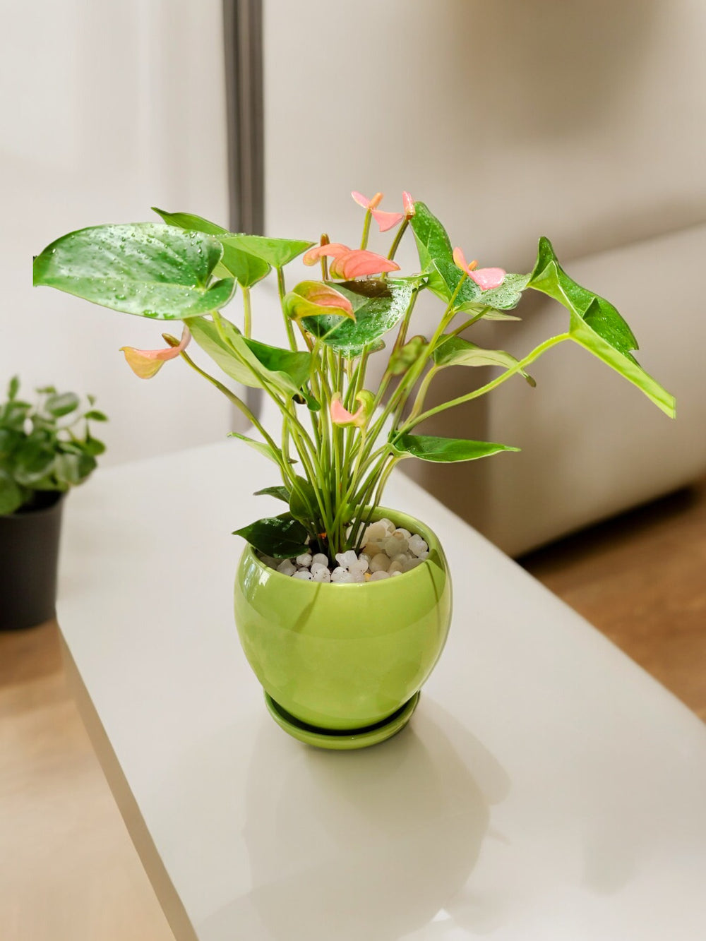 Indoor plant care Bangalore