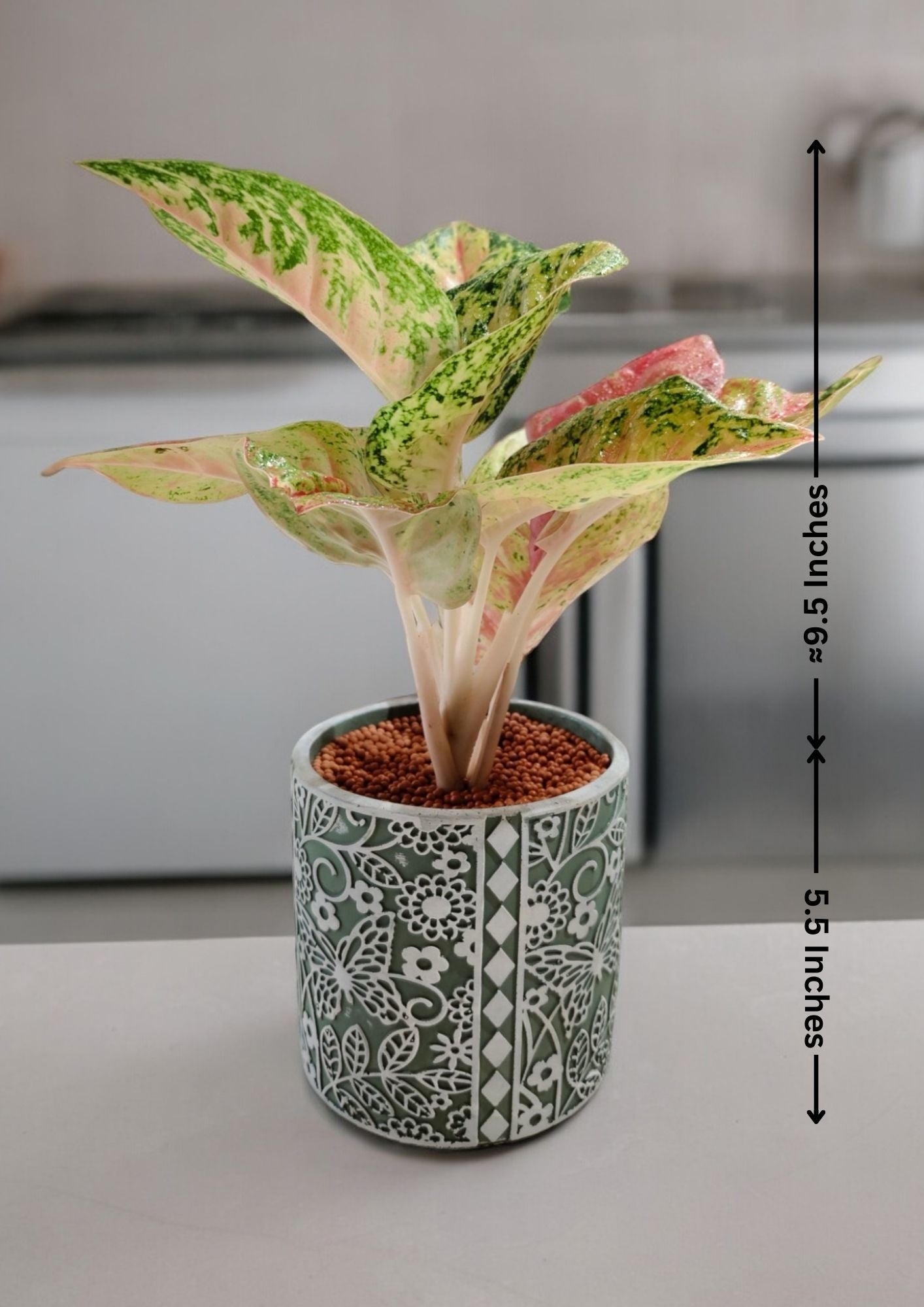 Air-purifying indoor plants Bangalore