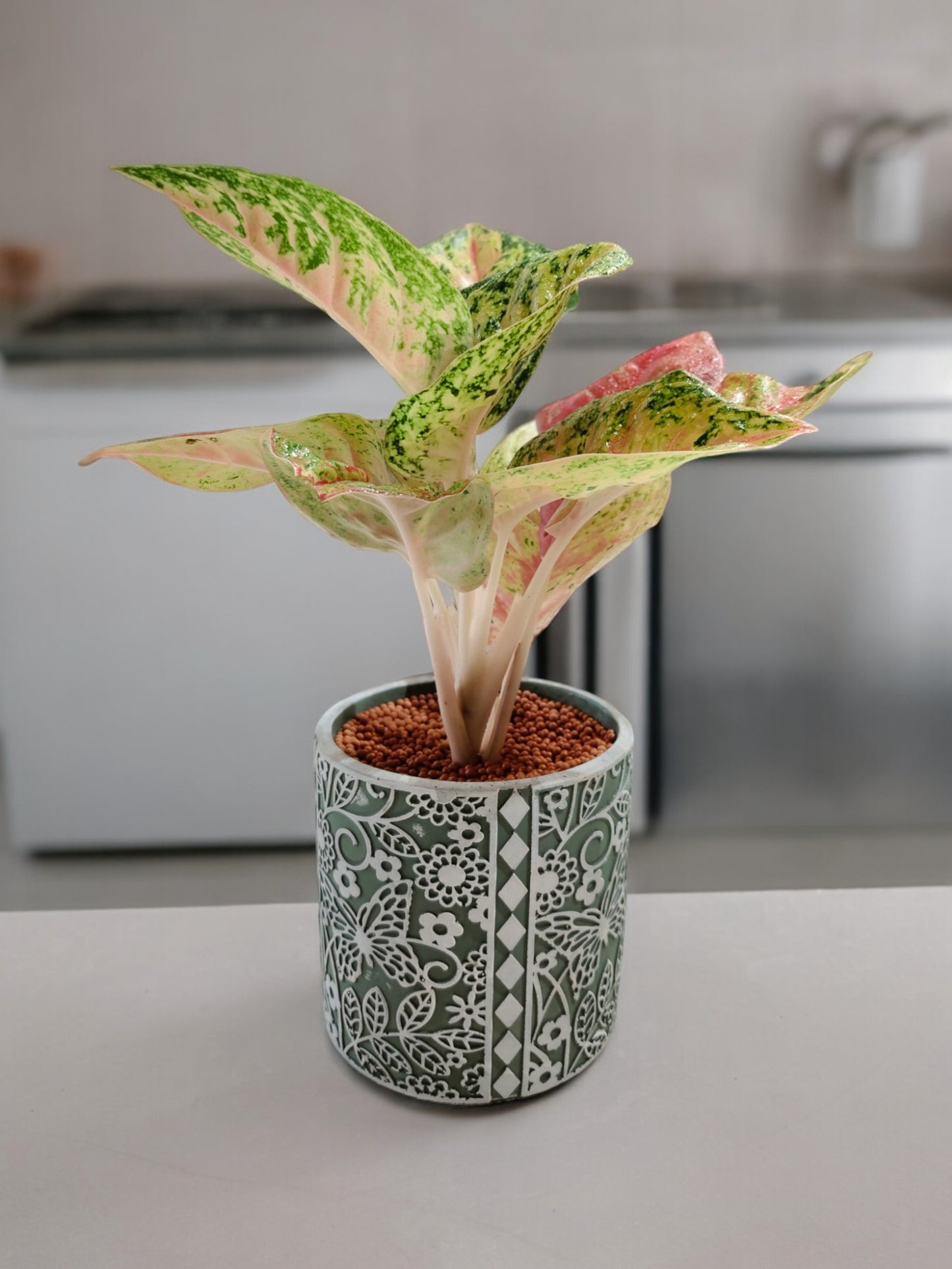 Indoor plants for apartments in Bangalore